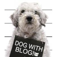 Dog with Blog